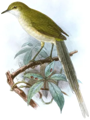 File:Urolais epichlorus.jpg