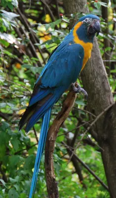 File:Ara glaucogularis -Cincinnati Zoo-8a.jpg