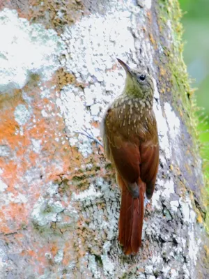 File:Xiphorhynchus atlanticus - Atlantic Woodcreeper; Guaramiranga, Ceará, Brazil.jpg