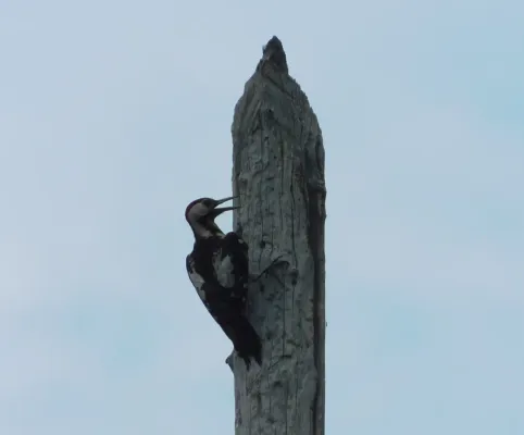 File:Seoski detlić mužjak (Dendrocopos syriacus) Syrian Woodpecker male.jpg