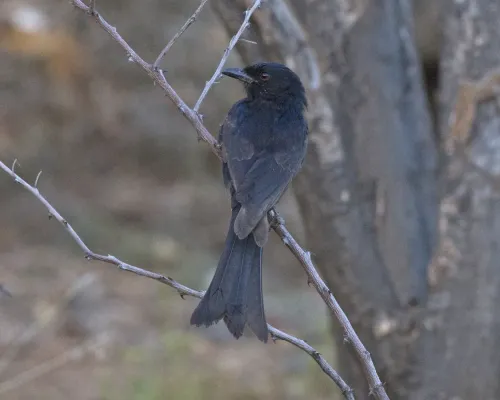 File:Square-tailed Drongo ( Dicrurus ludwigii sharpei) (17825537846).jpg