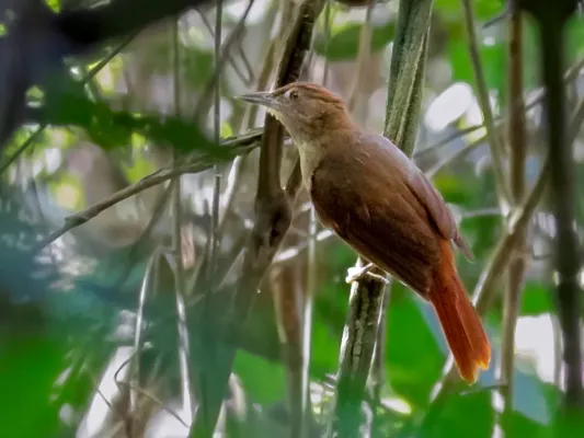 File:Automolus rufipileatus - Chestnut-crowned Foliage-gleaner , Carajas National Forest, Pará, Brazil.jpg