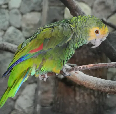 File:Amazona barbadensis qtl1.jpg