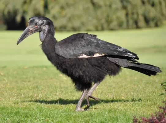File:Bucorvus abyssinicus qtl1.jpg