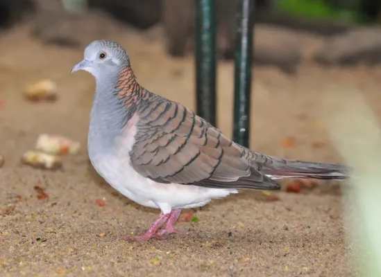 File:Geopelia humeralis gregalis qtl1.jpg