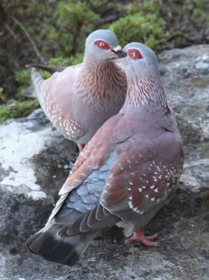 File:Columba guinea (Tafelberg, Suidafrika).jpg