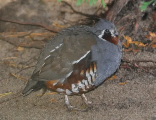 File:Oreortyx pictus qtl1.jpg