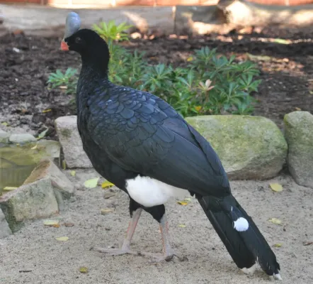 File:Pauxi pauxi qtl2.jpg