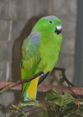File:Prioniturus mada qtl1.jpg