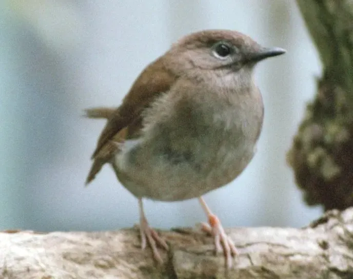 File:Myadestes palmeri (cropped).jpg