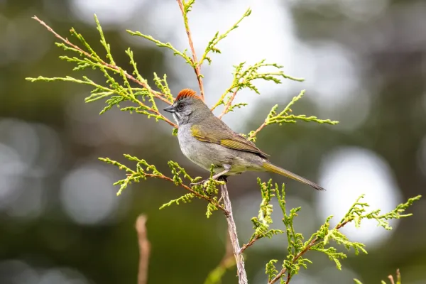 File:Green-tailed towhee (Pipilo chlorurus) along the Yellowstone River Trail (108f2ff1-40ea-4930-88e7-78eb21edd88f).jpg