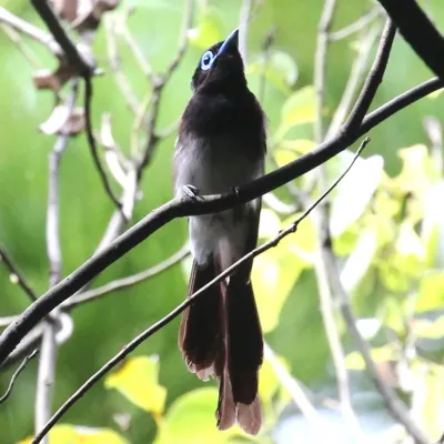 File:Terpsiphone atrocaudata s2.jpg