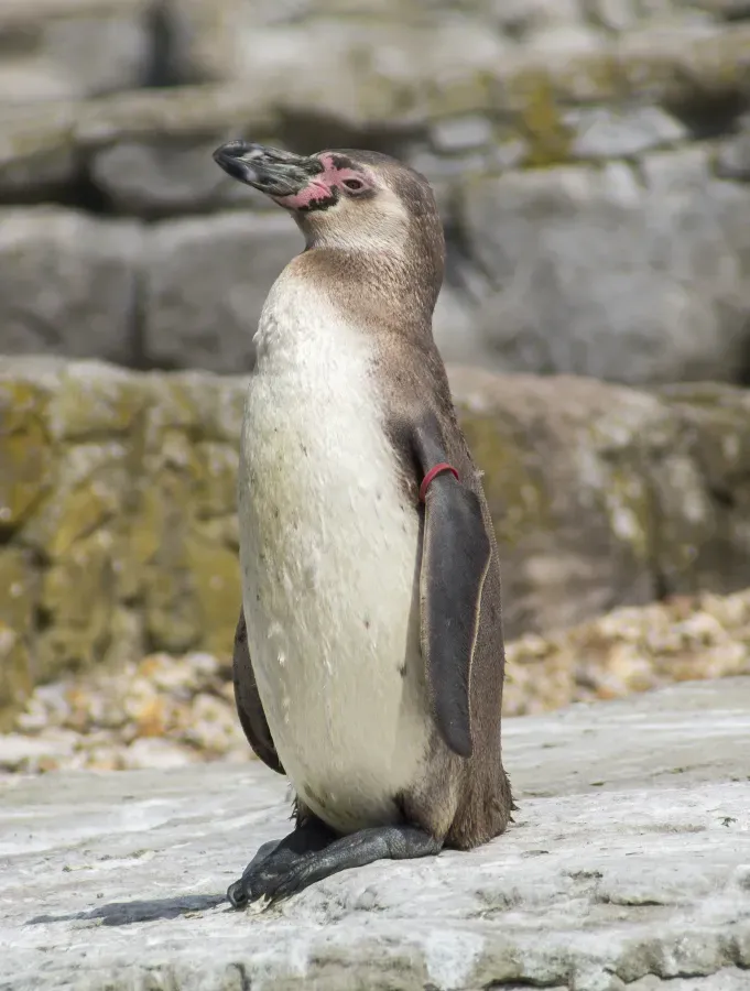 File:Humboldt Penguin (Spheniscus humboldti) in Chester Zoo, Cheshire, England - 24-06-2015.jpg