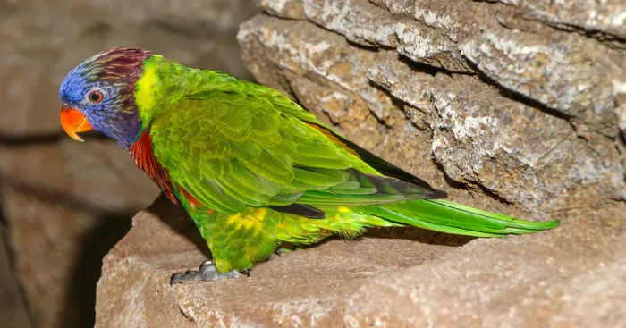 File:Trichoglossus haematodus deplanchii - Karlsruhe Zoo 01.jpg