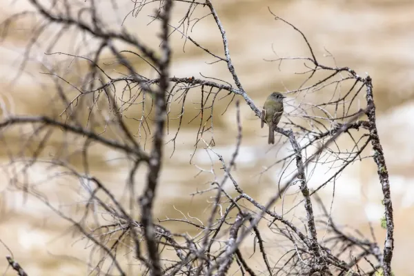File:Hammond's flycatcher (Empidonax hammondii) perched along the Yellowstone RIver (eb9a88c2-4bdf-49d7-9ec1-0858406847d5).jpg