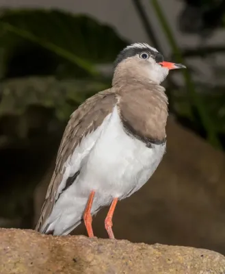 File:Vanellus coronatus - Karlsruhe Zoo 01.jpg