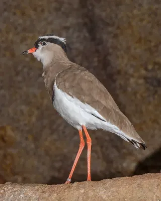 File:Vanellus coronatus - Karlsruhe Zoo 02.jpg