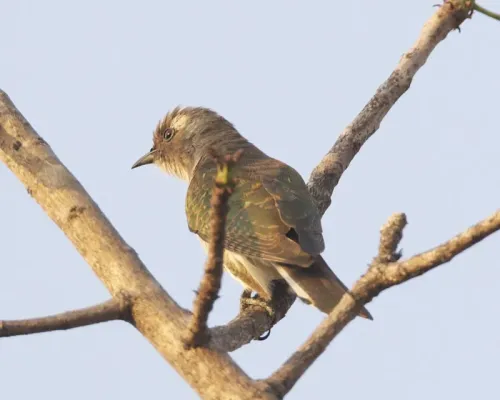 File:Klaas's Cuckoo (Chrysococcyx klaas).jpg