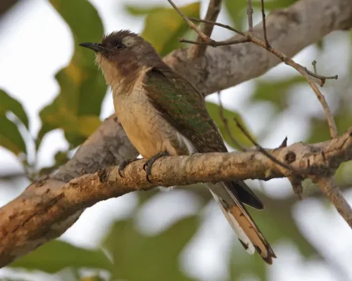 File:Klaas's Cuckoo (Chrysococcyx klaas) 2.jpg