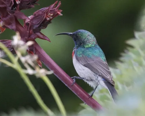 File:Southern Double-collared Sunbird (Cinnyris chalybeus).jpg