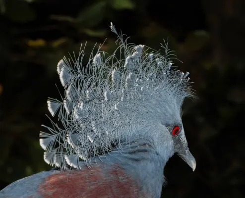 File:Goura victoria - Karlsruhe Zoo 01.jpg