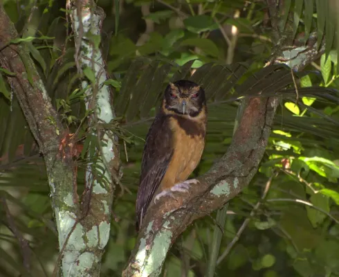 File:MURUCUTUTU-DE-BARRIGA-AMARELA (Pulsatrix koeniswaldiana).jpg