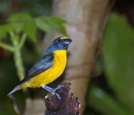 File:CAIS-CAIS (Euphonia chalybea).jpg