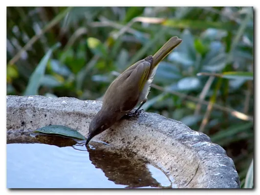 File:Brown Honeyeater - Lichmera indistincta.jpg