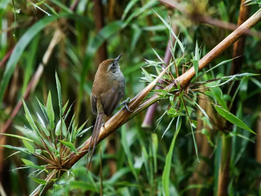 File:Asthenes helleri - Puna Thistletail.jpg