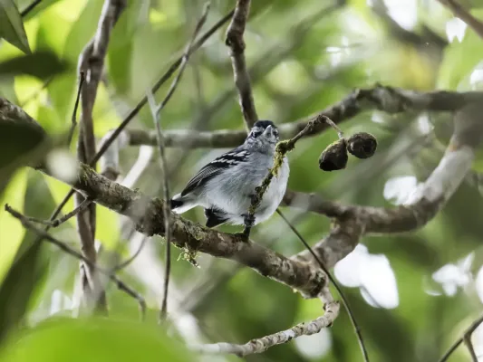 File:Herpsilochmus parkeri - Ash-throated-Antwren.jpg