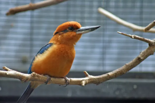 File:Todiramphus cinnamominus -San Diego Zoo-male-8a.jpg