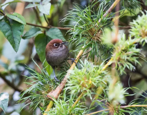 File:Asthenes palpebralis - Eye-ringed Thistletail.jpg