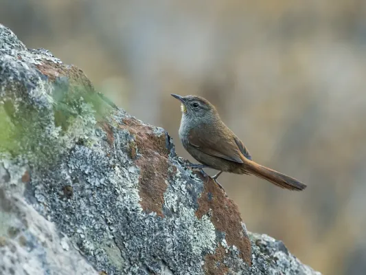 File:Asthenes pudibunda - Canyon Canastero.jpg