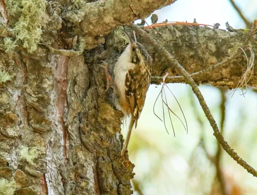 File:Hodgson's Treecreeper (Certhia hodgsoni) (38741827515) (cropped).jpg