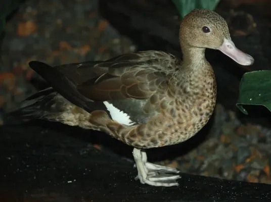 File:Bernier's Teal (Anas bernieri) 001.jpg