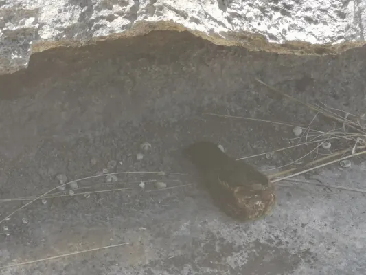 File:Caprimulgus madagascariensis 2019-10-05.jpg