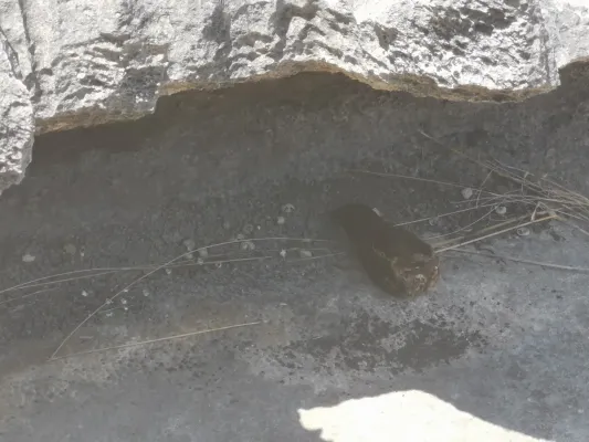 File:Caprimulgus madagascariensis 2019-10-05 2.jpg