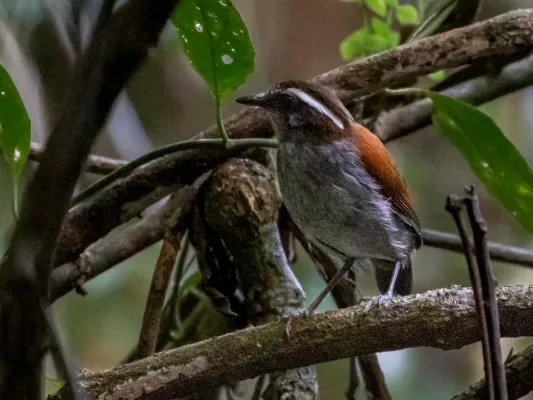 File:Conopophaga melanogaster - Black-bellied Gnateater (female); Carajás National Forest, Pará, Brazil 01.jpg