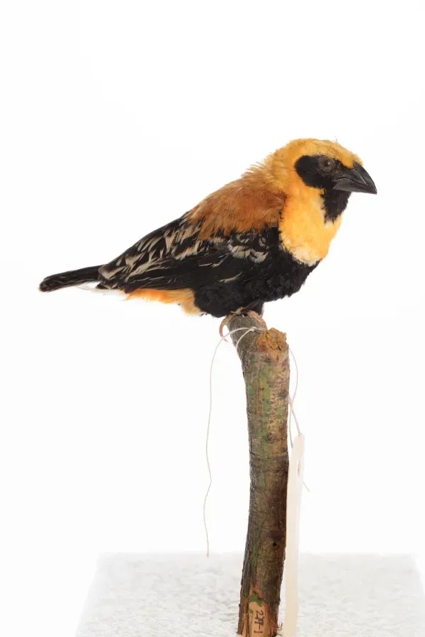 File:Euplectes hordeaceus (AM LB8201-1).jpg