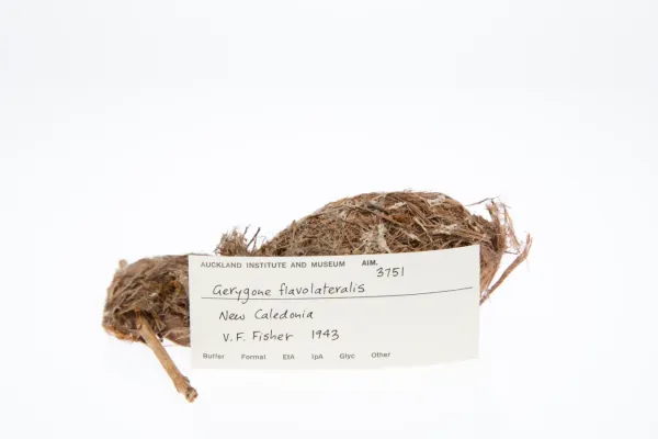 File:Gerygone flavolateralis (AM LB3751-3).jpg