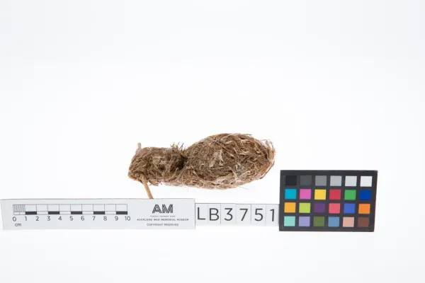File:Gerygone flavolateralis (AM LB3751-4).jpg