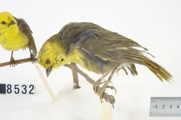 File:Mohoua ochrocephala (AM LB8532).jpg