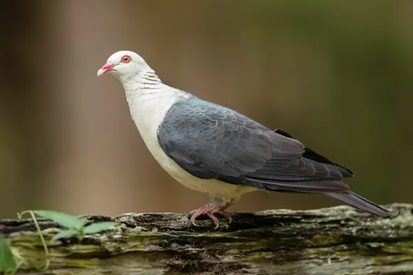 File:Columba leucomela - Brunkerville.jpg