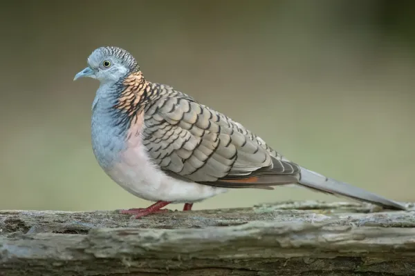 File:Geopelia humeralis - Brunkerville.jpg