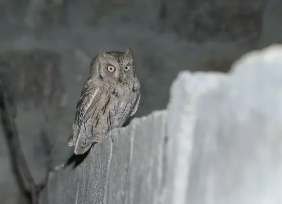 File:Pallid Scops-owl (Otus brucei).jpg