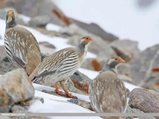 File:Tibetan Snowcock (Tetraogallus tibetanus).jpg