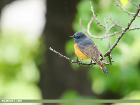 File:Blue-fronted Redstart (Phoenicurus frontalis) - 48828011398.jpg