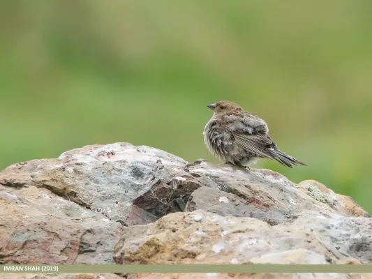 File:Plain Mountain Finch (Leucosticte nemoricola).jpg