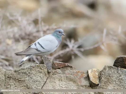 File:Hill Pigeon (Columba rupestris).jpg