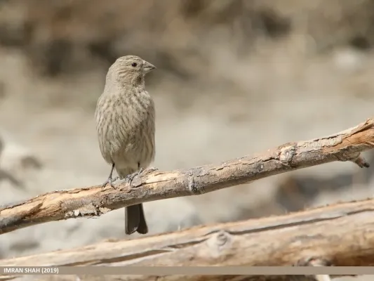 File:Great Rosefinch (Carpodacus rubicilla).jpg